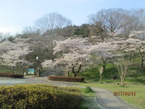 嘉多山公園の桜風景